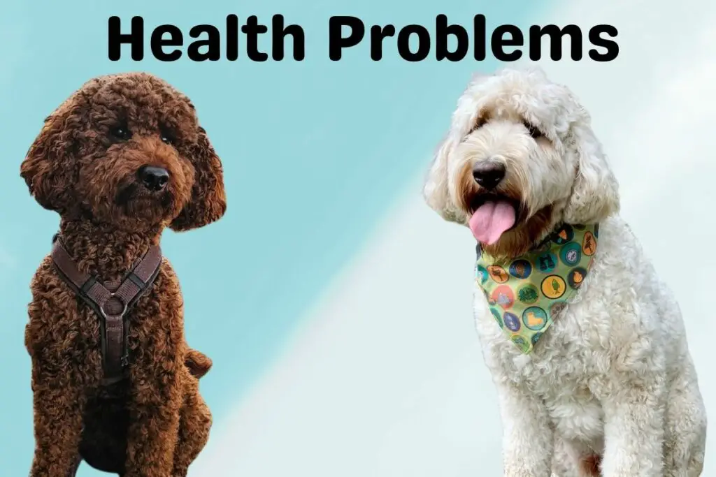 Poodle Vs Labradoodle 8 Key Differences