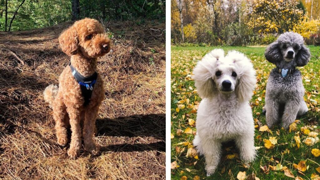 Miniature Poodle Weight &Amp; Growth Chart By Age – Explained