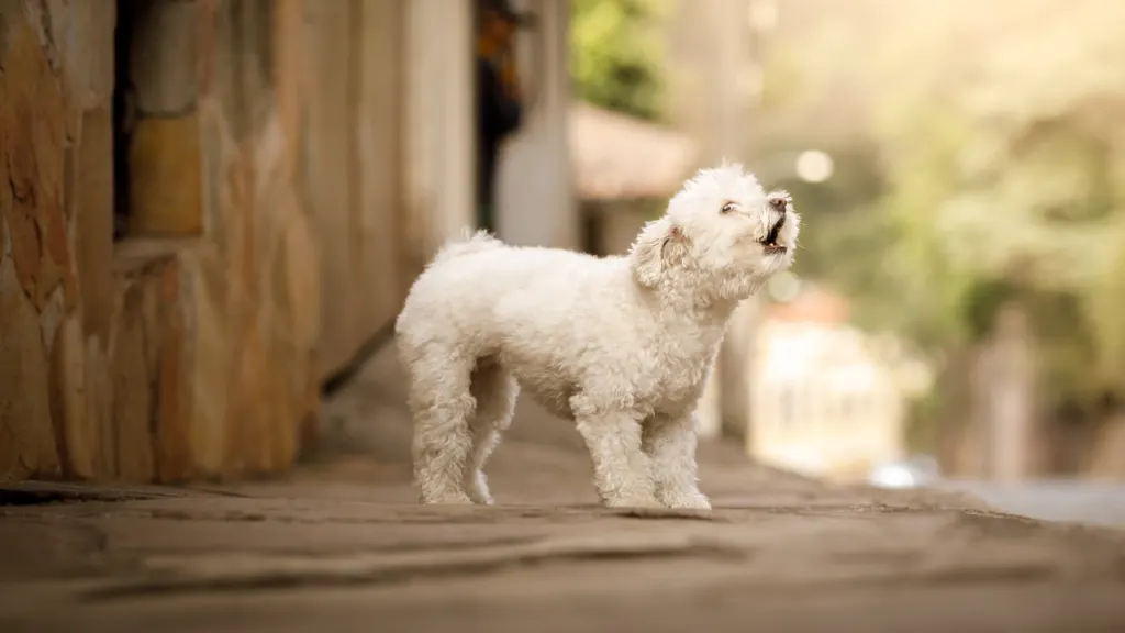 6 Common Poodle Puppy Problems How To Prevent Them