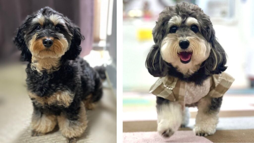 Doxiepoo - Dachshund Poodle Mix