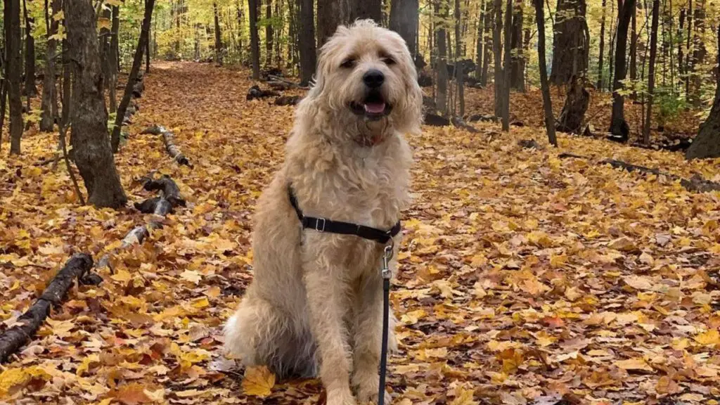 Mastidoodle - Mastiff Poodle Mix