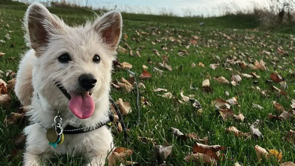 Poo-Shi - Shiba Inu Poodle Mix
