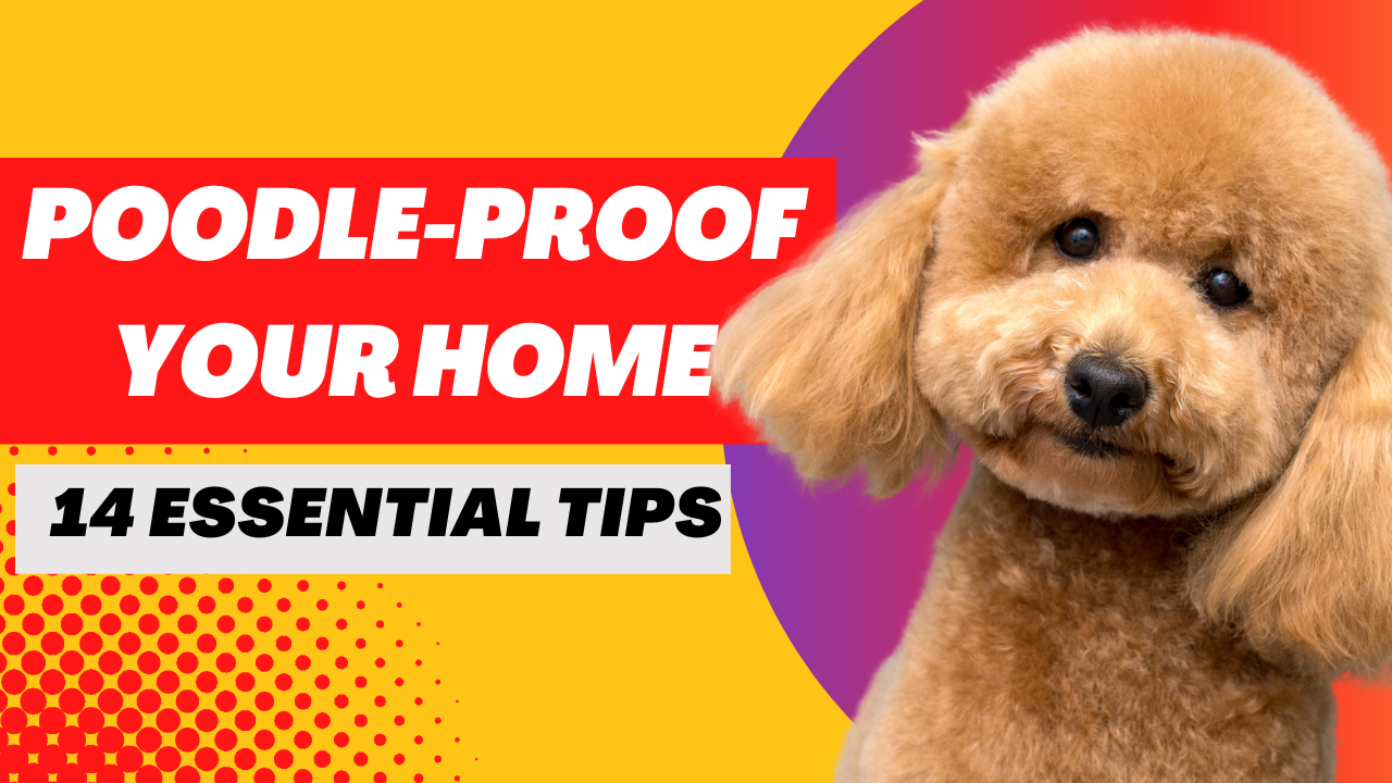 Poodle-Proof Your Home
