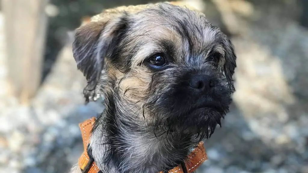 Pugapoo - Pug Poodle Mix