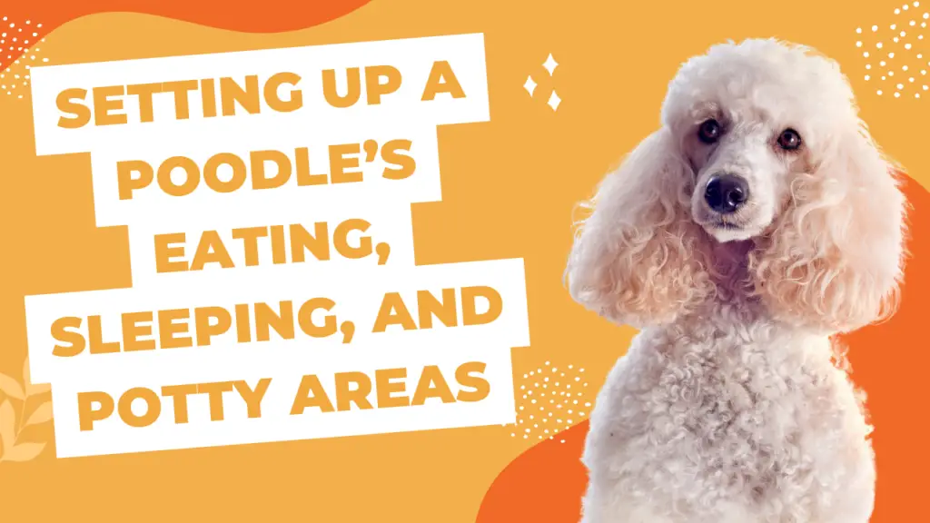 Setting Up A Poodle’s Eating, Sleeping, And Potty Areas