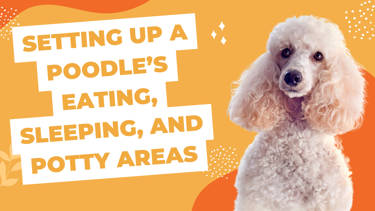 Setting Up A Poodle’s Eating, Sleeping, And Potty Areas