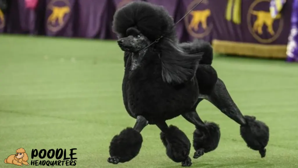 The Poodle A Breed Guide for Show Dogs