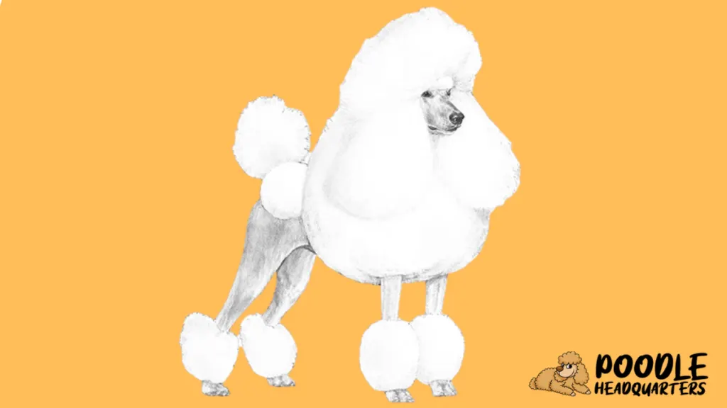 The Poodle A Breed Guide for Show Dogs