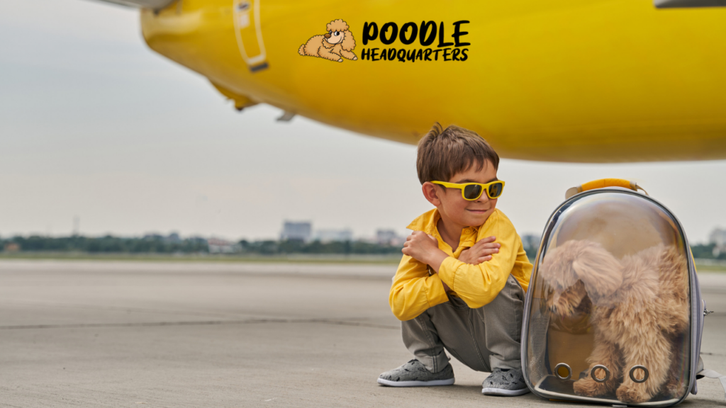 The Ultimate Guide To Traveling With Your Poodle