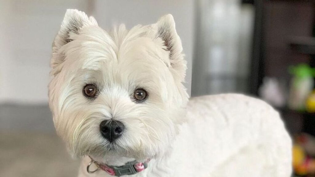 Westiepoo Dogs: Breed Information And Care Tips