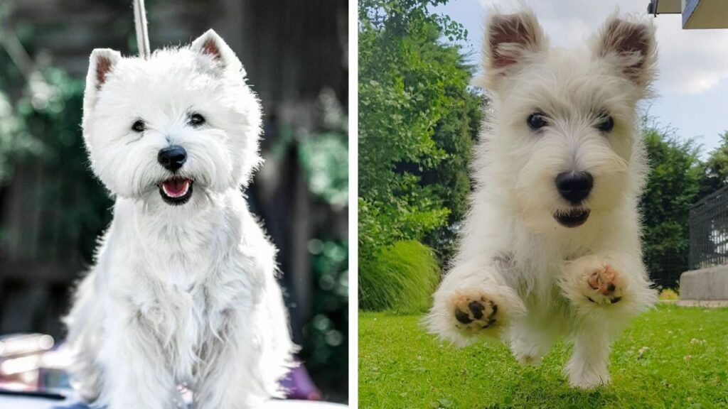 Westiepoo Dogs: Breed Information And Care Tips