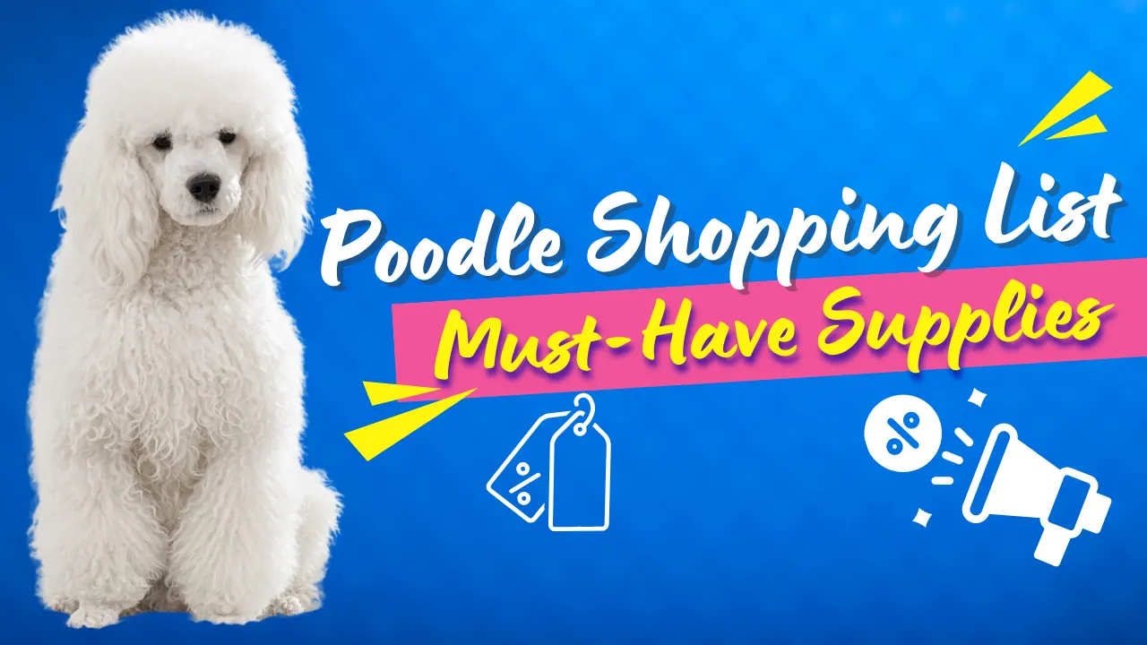 Poodle Shopping List: Must-Have Supplies for Your New Pet