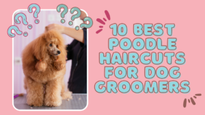 10 Best Poodle Haircuts for Dog Groomers