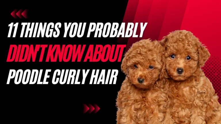 11 Things You Probably Didn't Know About Poodle Curly Hair