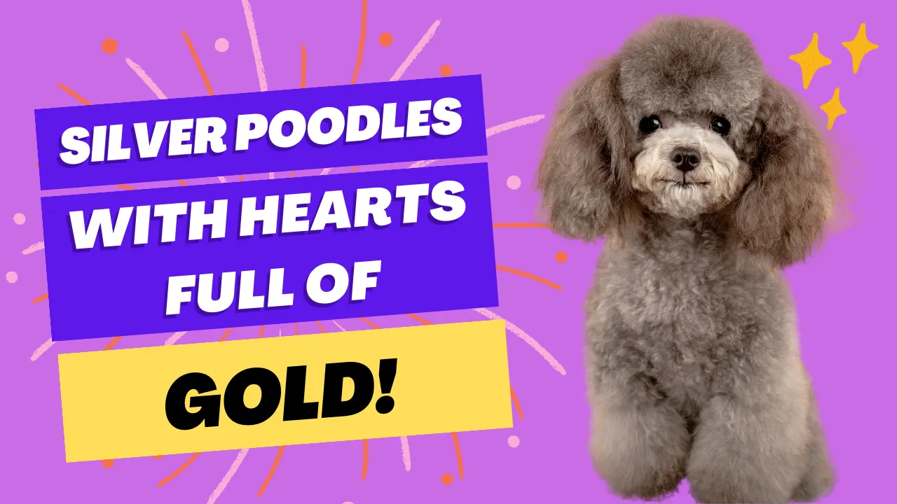 Silver Poodles – With Hearts Full of Gold