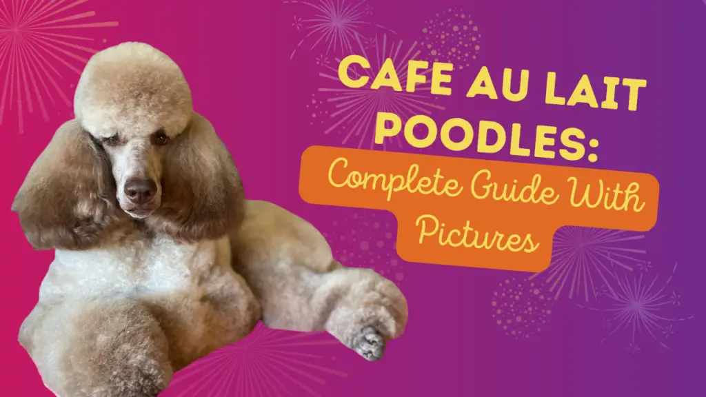 cafe au lait poodle