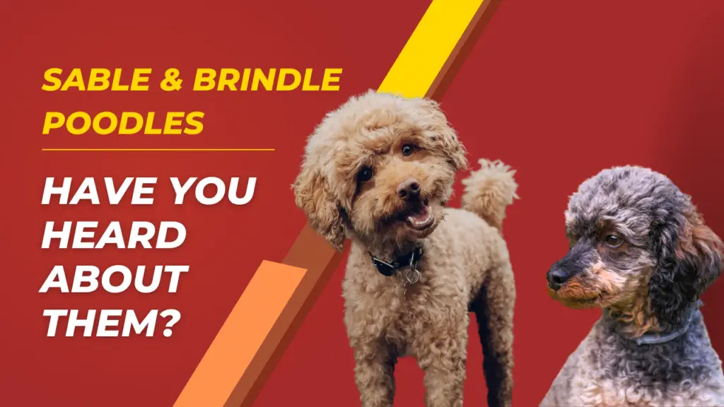 sable and brindle poodle