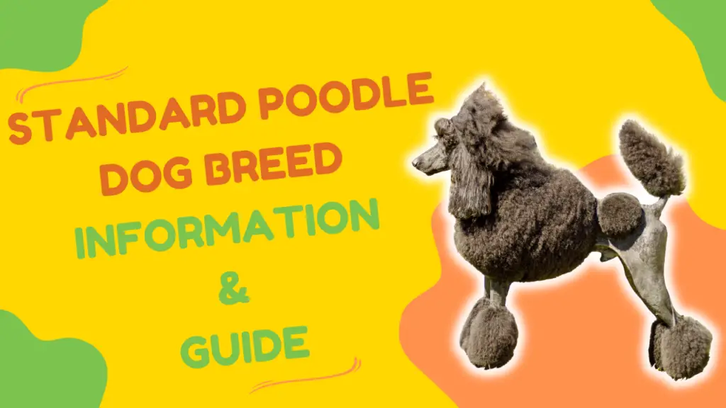 Standard Poodle Dog Breed Information & Guide