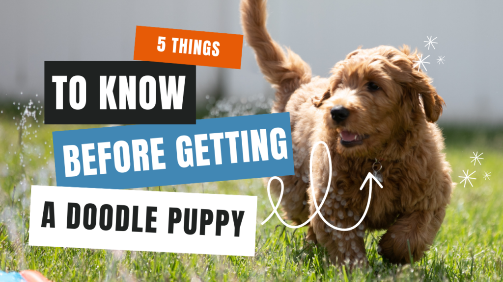 5 Things to Know Before Getting a Doodle Puppy (1)