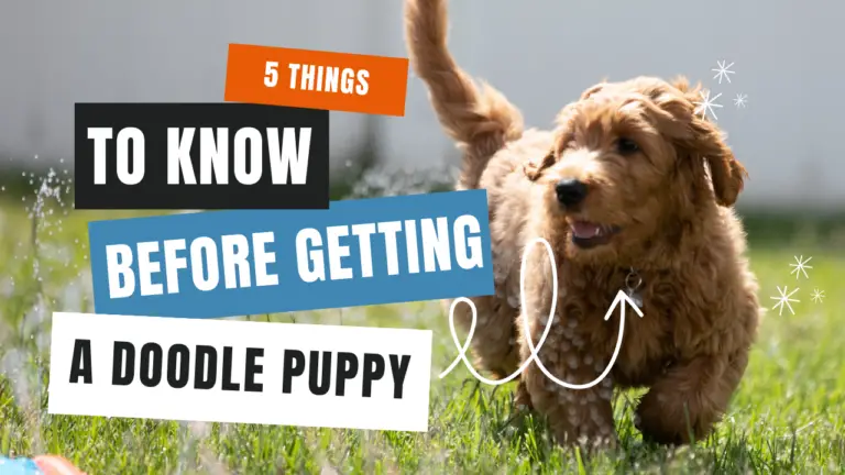 5 Things to Know Before Getting a Doodle Puppy (1)