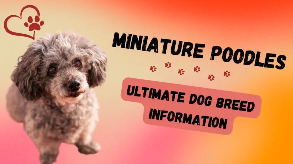 miniature poodle