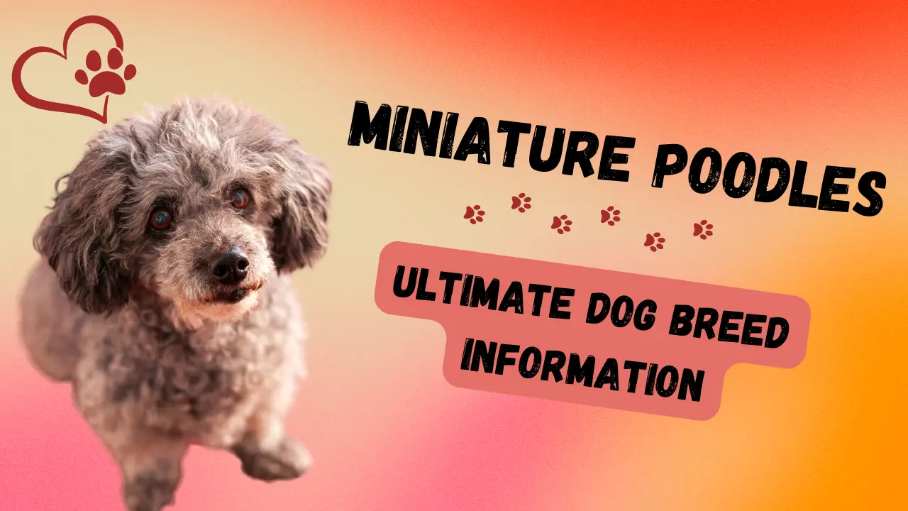 Miniature Poodle