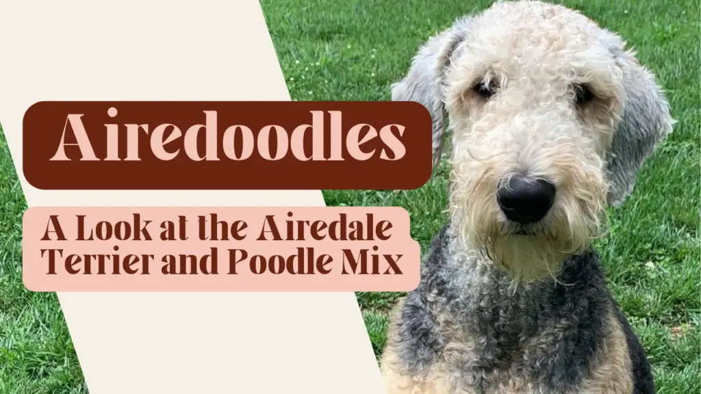 Airedoodles_ A Look at the Airedale Terrier and Poodle Mix Breed