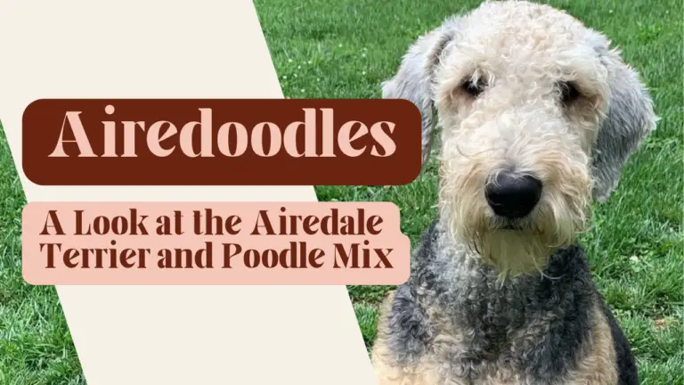 Airedoodles_ A Look at the Airedale Terrier and Poodle Mix Breed