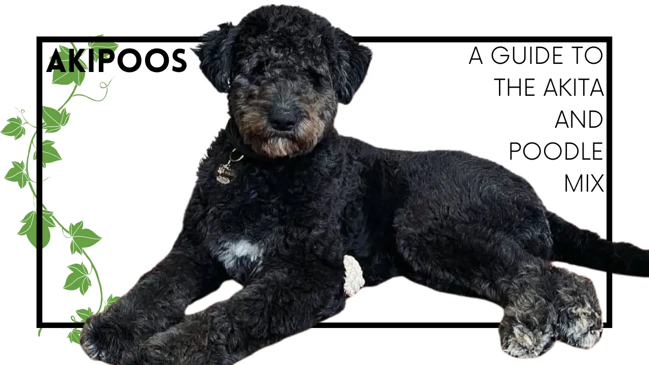 Akipoo – Akita Poodle Mix
