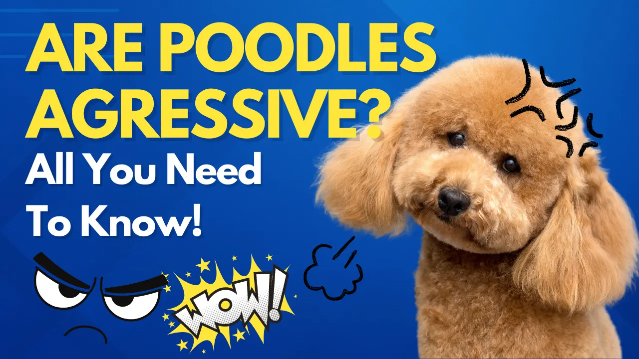 Are Poodles Aggressive: All You Need To Know!