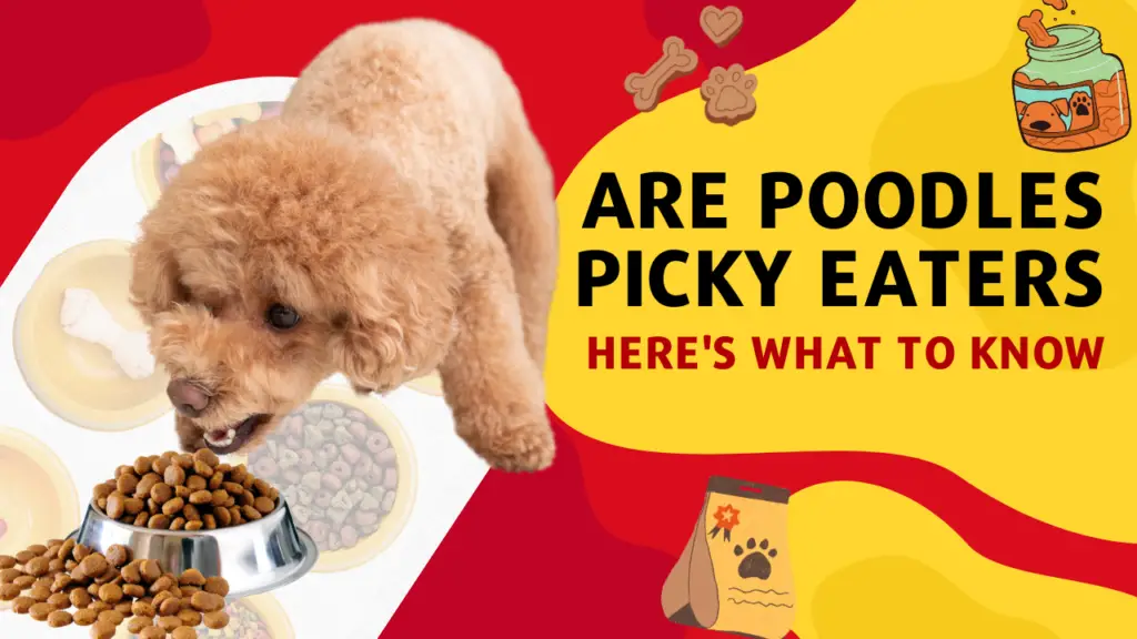 Are Poodles Picky Eaters_ Here's What to Know