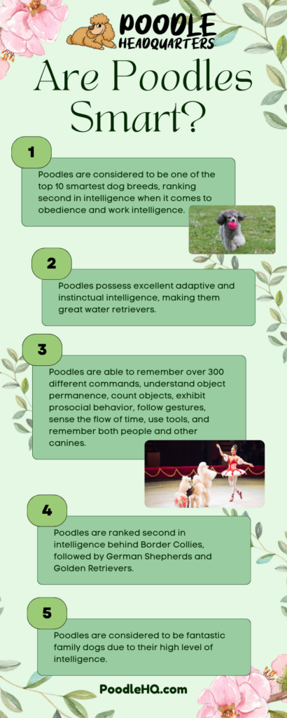 Are Poodles Smart Infographic