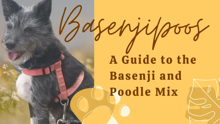 Basenjipoos_ A Guide to the Basenji and Poodle Mix