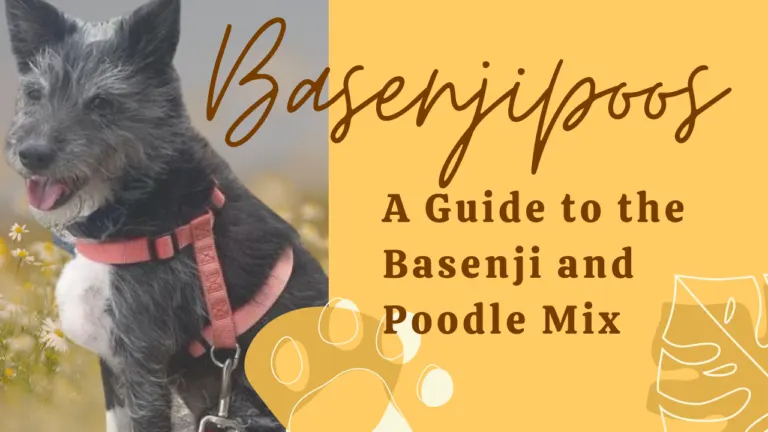 Basenjipoos_ A Guide to the Basenji and Poodle Mix