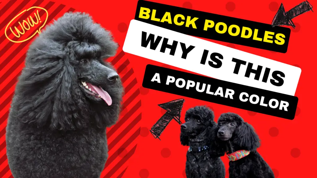Black Poodles_ Why Is This a Popular Color