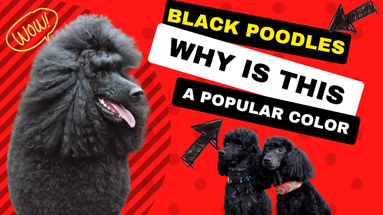 Black Poodles_ Why Is This A Popular Color