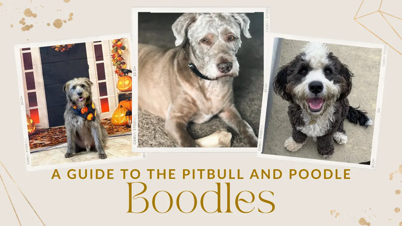 Boodle – Pitbull Terrier Poodle Mix