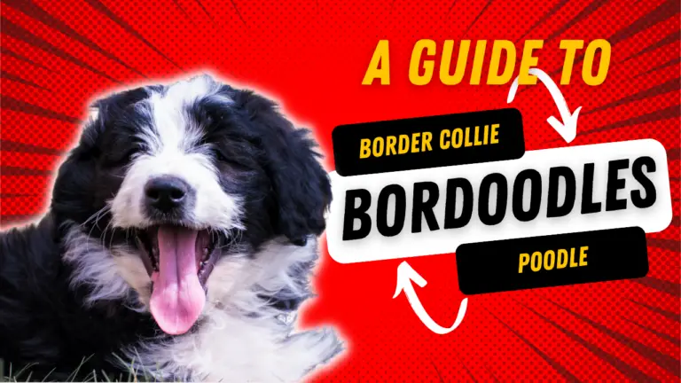 Bordoodles_ A Guide to the Border Collie and Poodle Mix