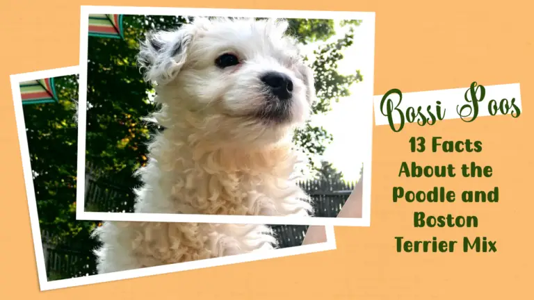 Bossi Poos_ 13 Facts About the Poodle and Boston Terrier Mix