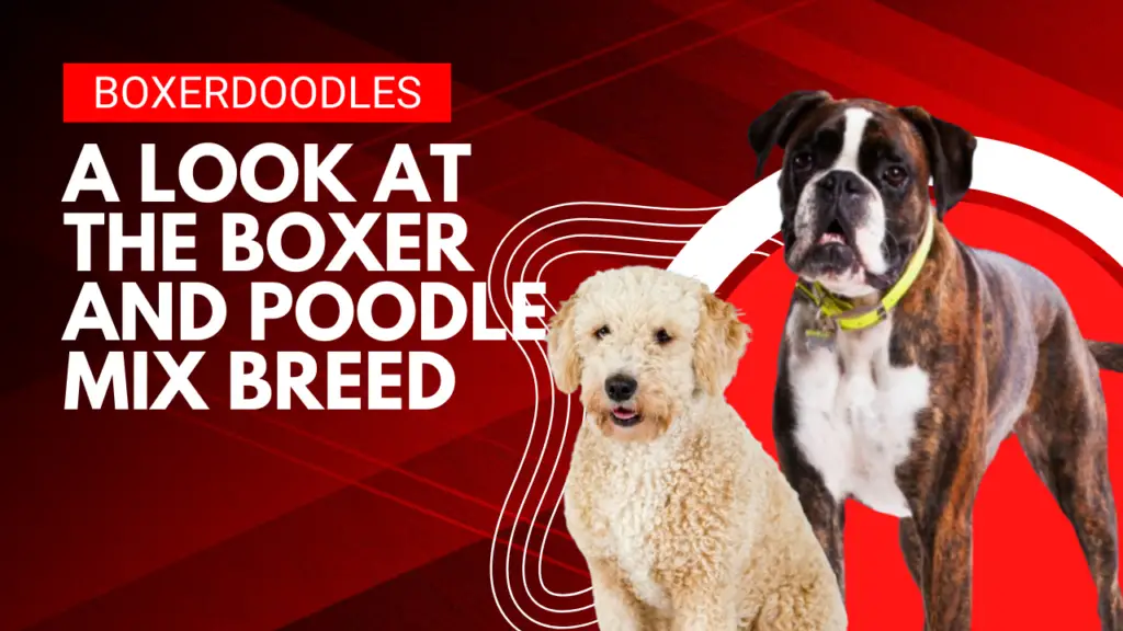 Boxerdoodles_ A Look at the Boxer and Poodle Mix Breed