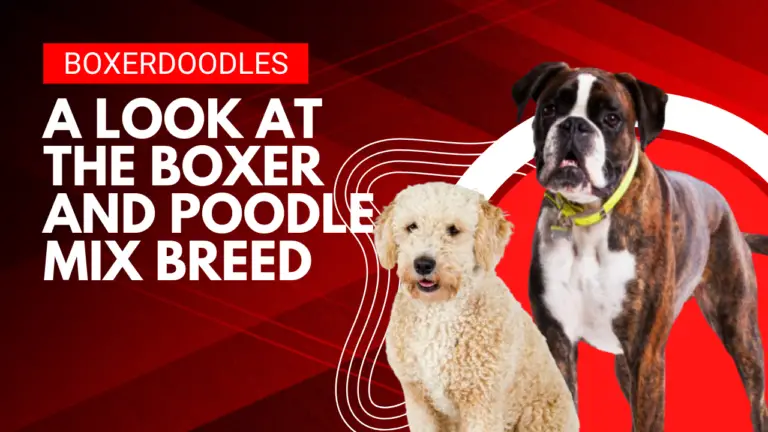 Boxerdoodles_ A Look at the Boxer and Poodle Mix Breed