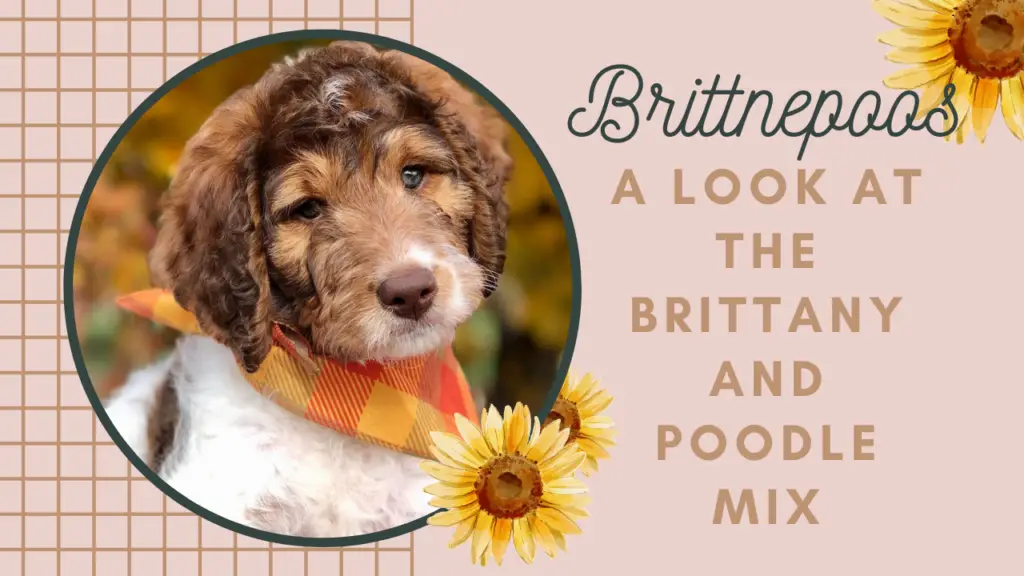 Brittnepoos_ A Look at the Brittany and Poodle Mix Breed