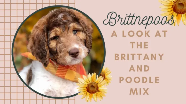 Brittnepoos_ A Look at the Brittany and Poodle Mix Breed