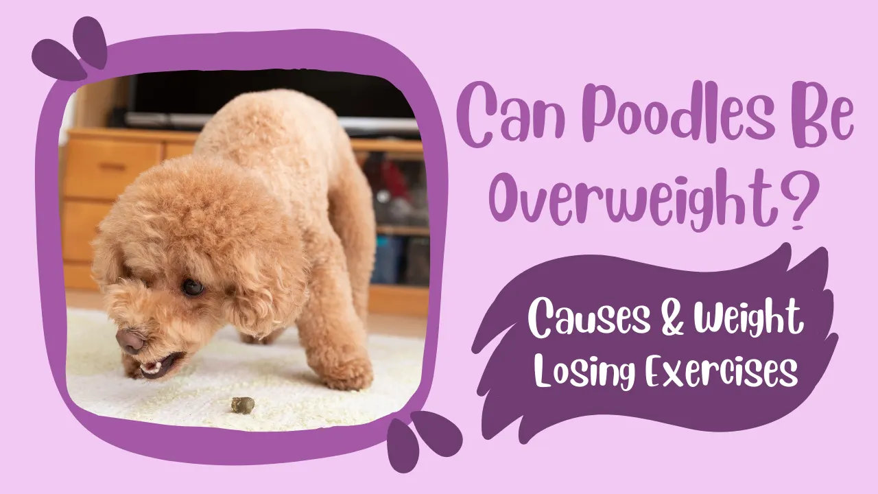 Can Poodles Be Overweight? Causes & Weight Losing Exercises