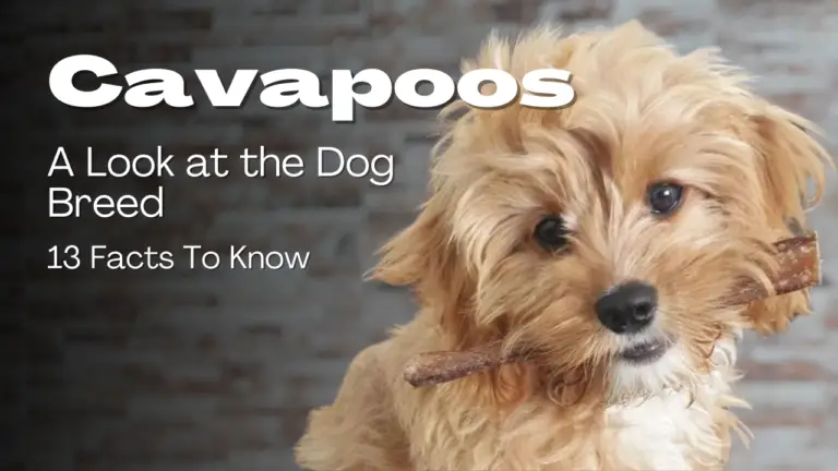 Cavapoos_ A Look at the Dog Breed - 13 Facts To Know