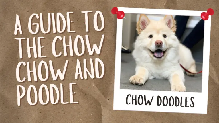 Chow Doodles_ A Guide to the Chow Chow and Poodle Mix
