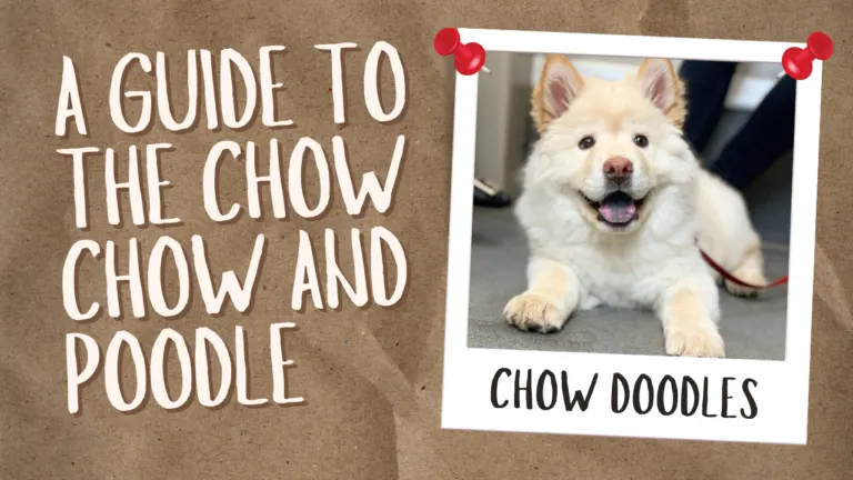 Chow Doodles_ A Guide to the Chow Chow and Poodle Mix