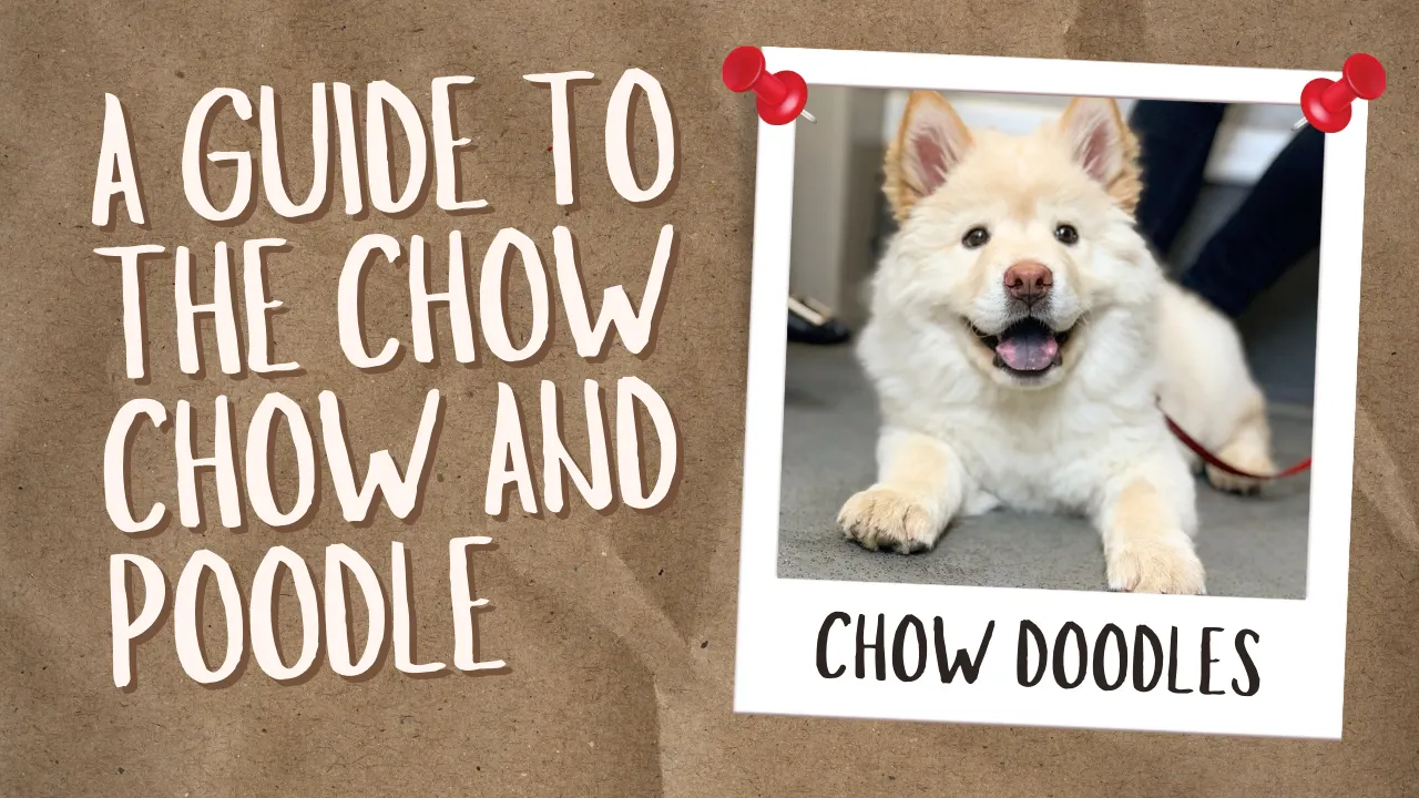 Chow Doodle – Chow Chow Poodle Mix
