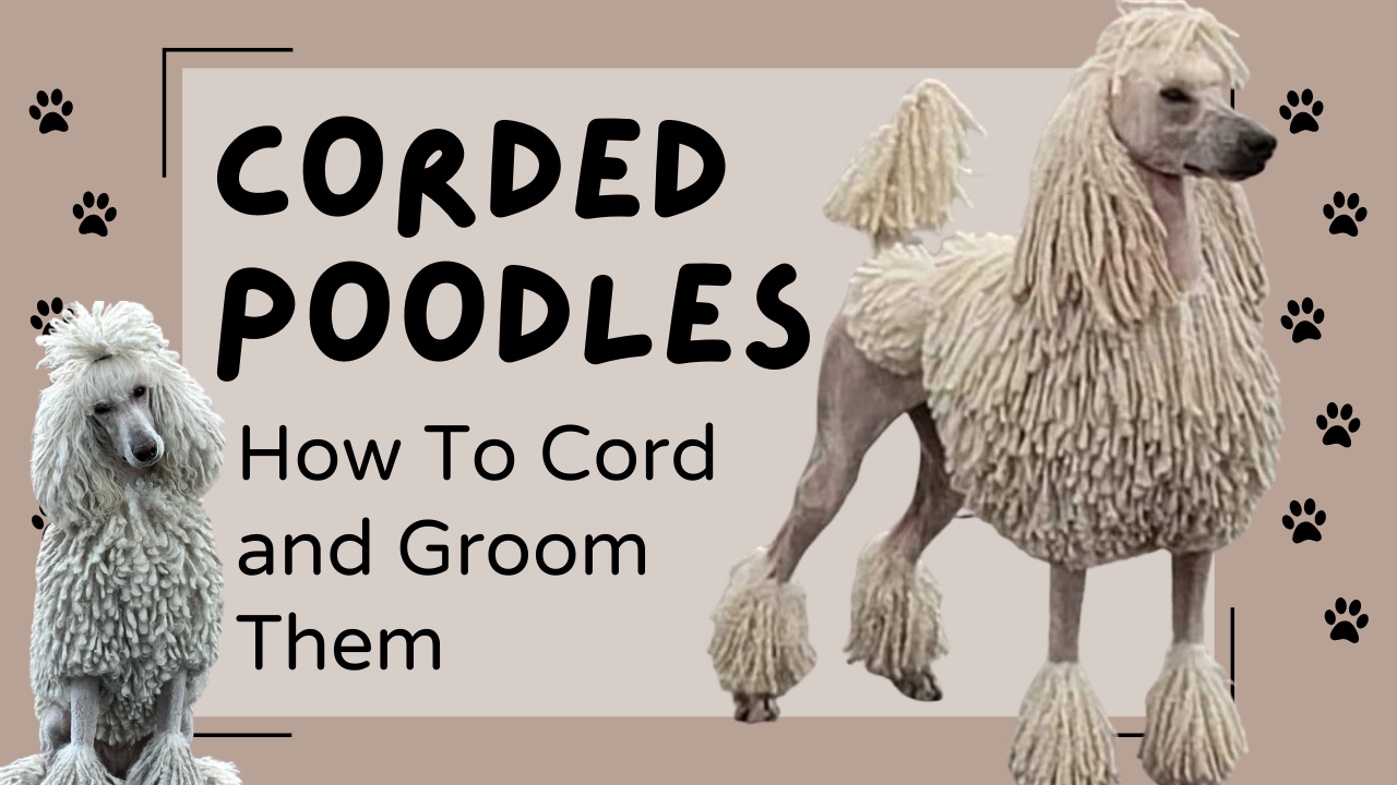 Corded Poodles_ How To Cord And Groom Them