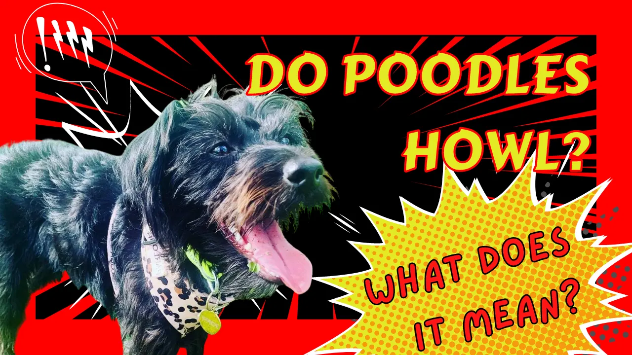 Do Poodles Howl? What Does It Mean?